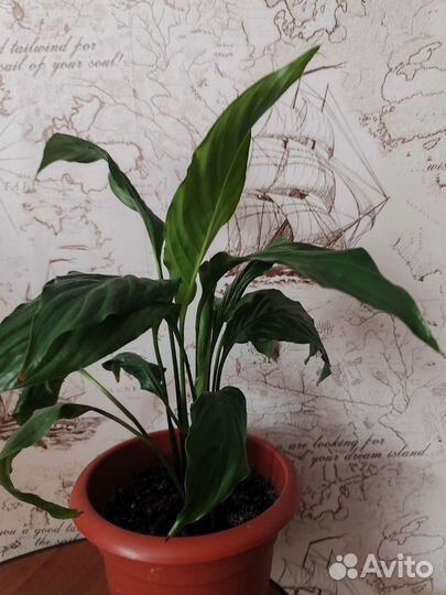 Спатифиллум