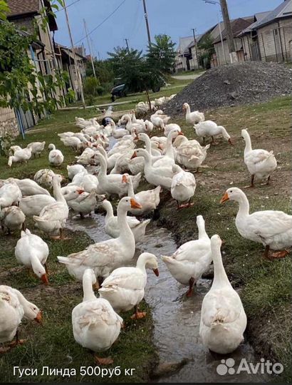 Гуси Линда