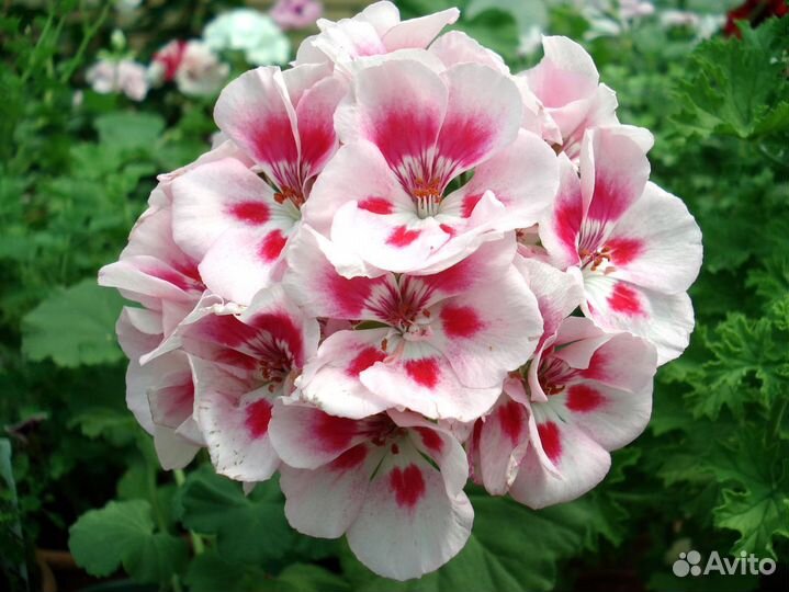 Семена Пеларгония 8 сортов Бесплатная доставка