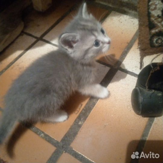 Кошка в дар бесплатно