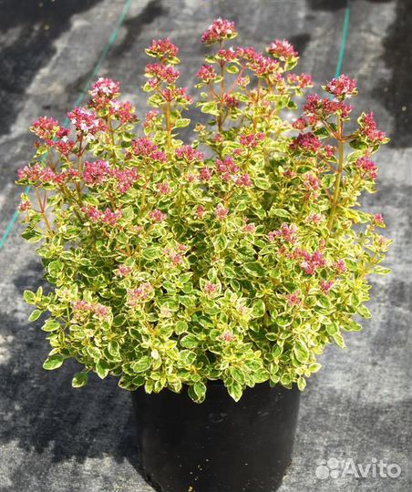 Душица (Орегано) обыкновенная Variegata Саженцы, Р