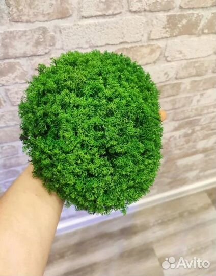 Стабилизированный мох чищенный