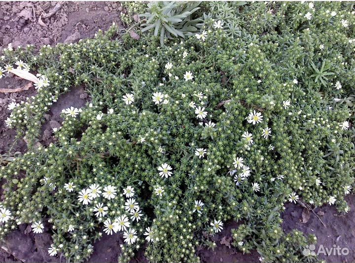 Астра вересковая