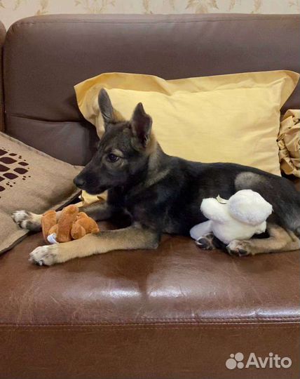 Щенок девочка доставка бесплатно. Стерилизуем