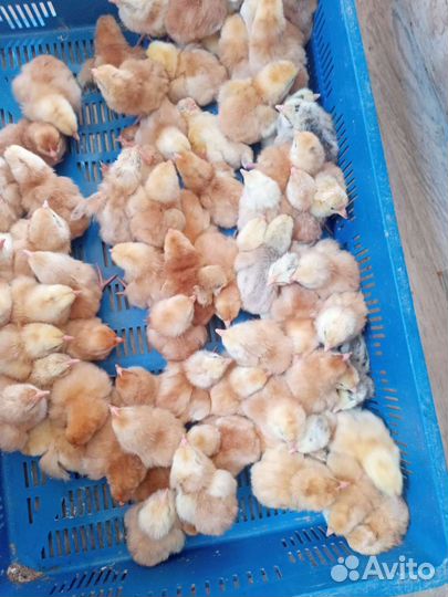 Цыплята Редбро и Мастер гриз