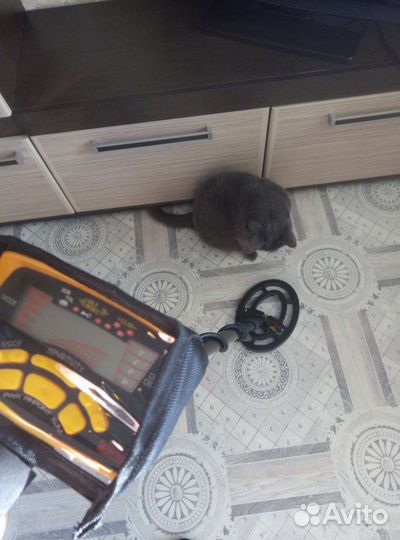 Металлоискатель аренда