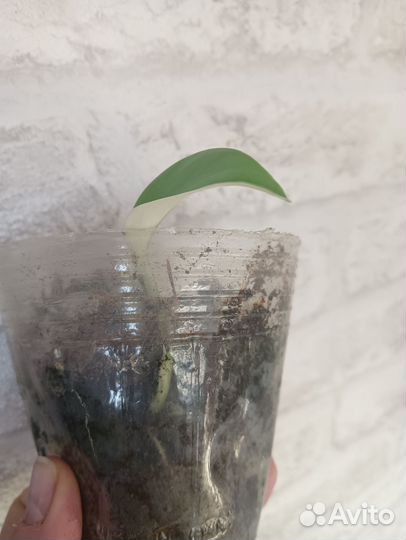 Монстера alba