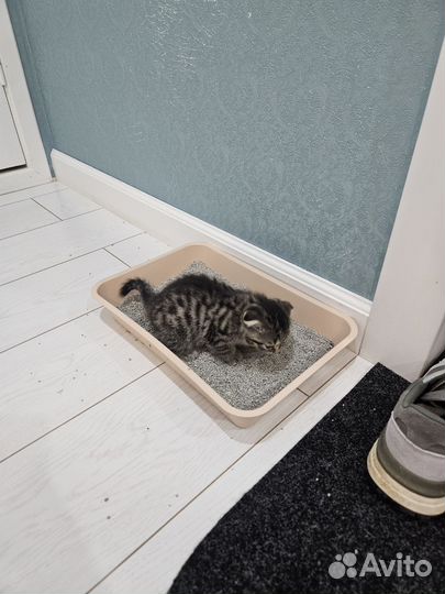 Шотландская вислоухая девочка