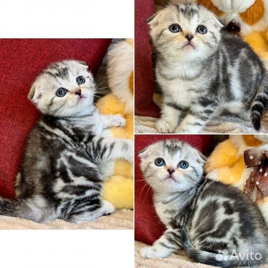 Шотландские вислоухие и прямоухие котята