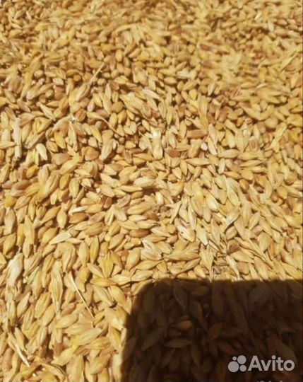 Комбикорма,Кукуруза,ячмень,пшеница,овёс