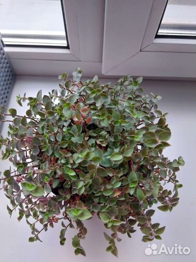 Каллизия розовая пантера