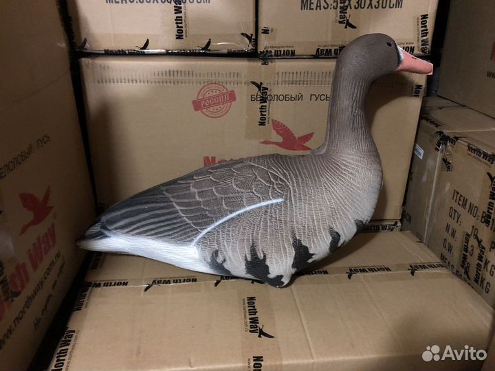 Чучела профиля гусей (белолобый, Казара