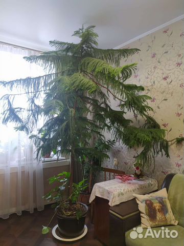 Комнатные растения цветы большие