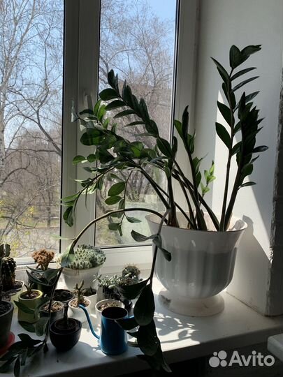 Замиокулькас