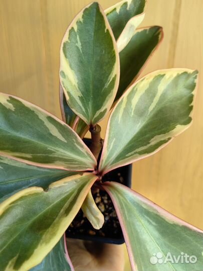 Пеперомия джелли