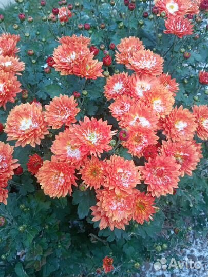 Куриный помет в мешках