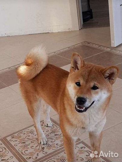 Щенки сиба ину