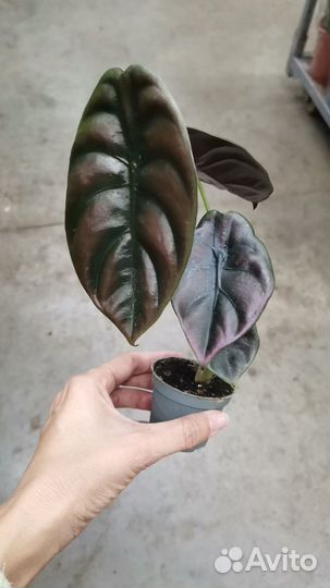 Алоказия Купера Ред Сикрет