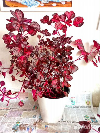 Букеты цветов живых,на подарок