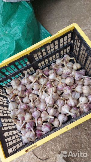 Чеснок