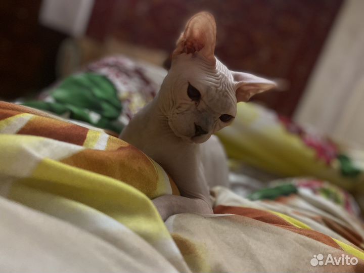 Донской сфинкс вязка