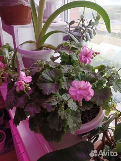 Герань пеларгония