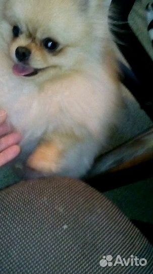 Мини кавалеры