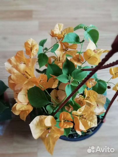 Бугенвиллия