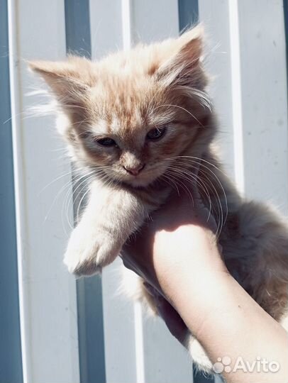 Лапушки-девчонки