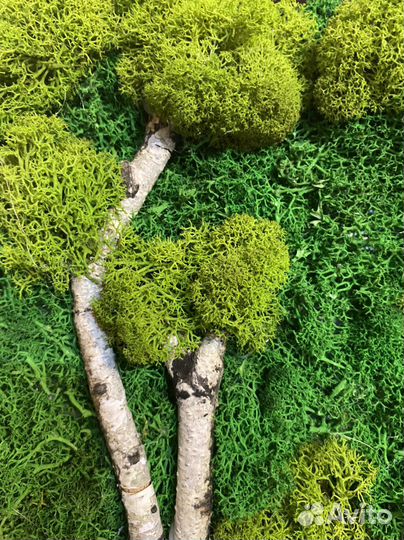 Картина из стабилизированного мха