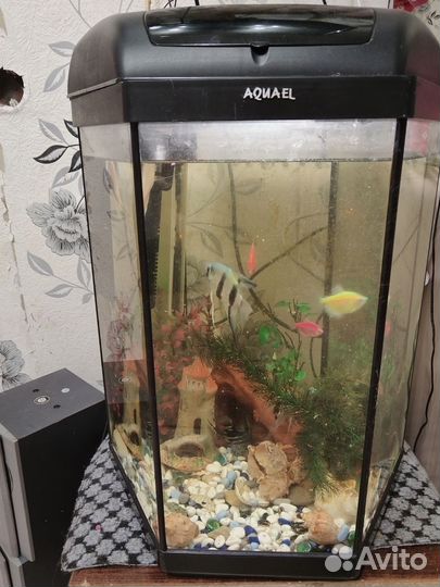 Аквариумные рыбки