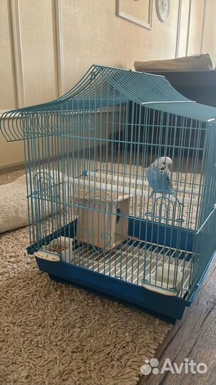 Фото с попугаем