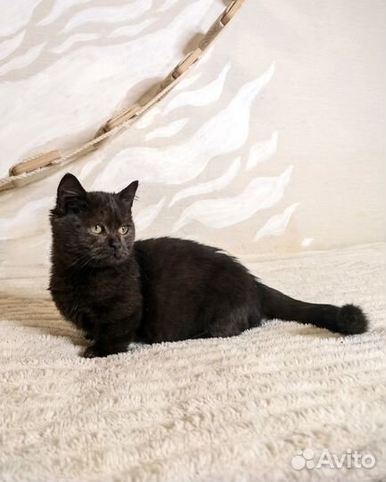 Котята манчкин