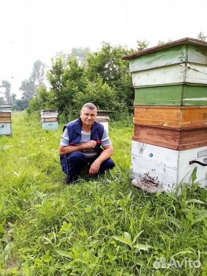 Продам пасеку