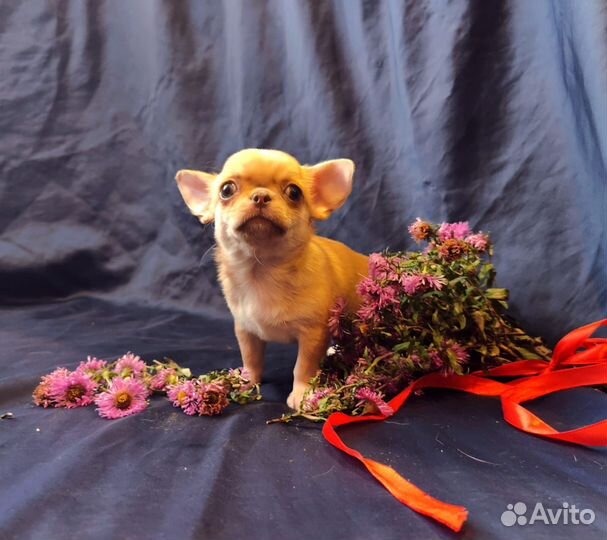 Курносая персиковая красотка