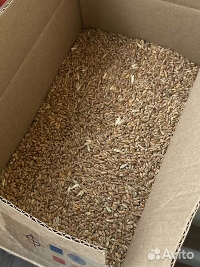 Зерно пшеница