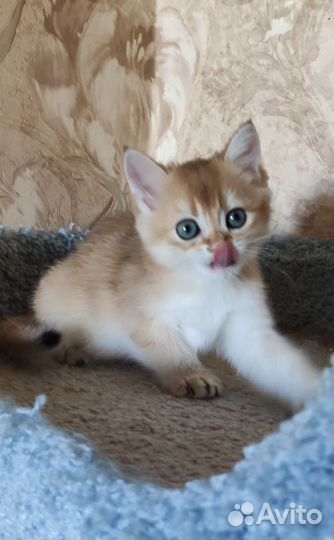 Шотландский котенок