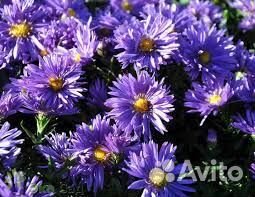 Астры новобельгийские (кустарниковые, осенние)