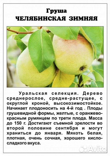 Груша зимних сортов фото описания