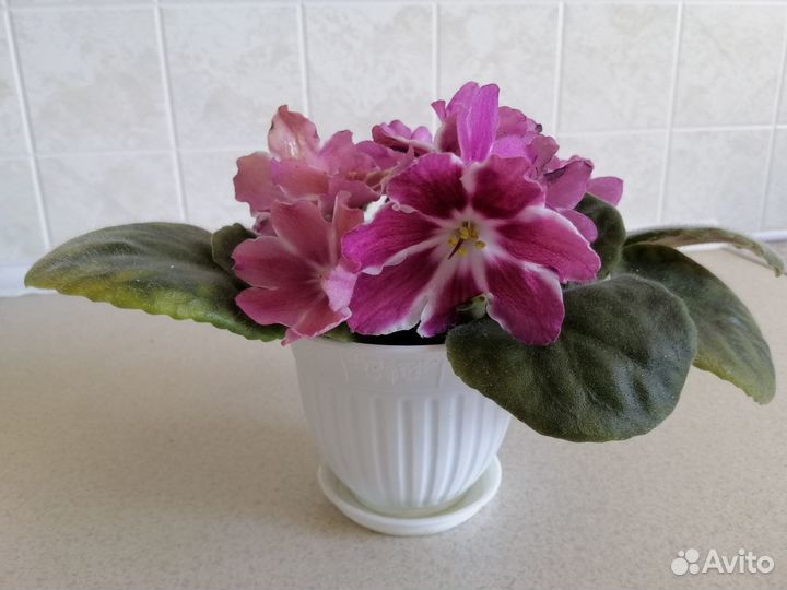 Фиалки, сенполии сортовые, цветы