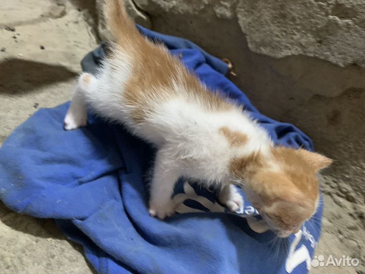 Котенок бесплатно