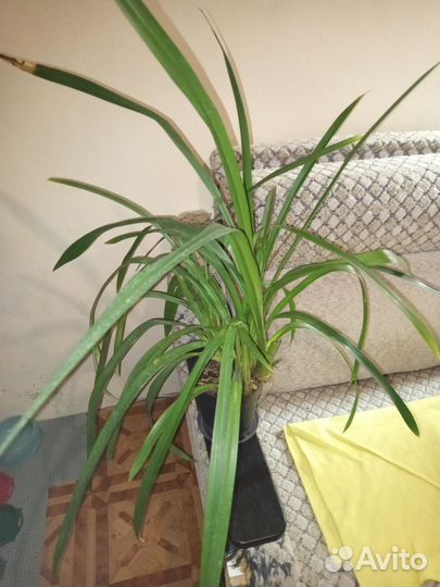 Орхидея цимбидиум