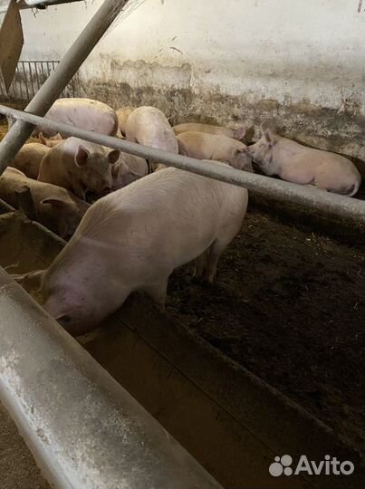 Свинина молодая деревенская