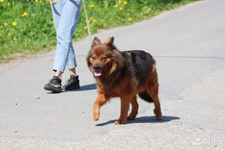 Небольшая пышка Лиззи