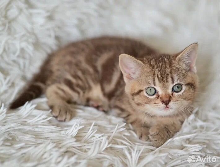 Милота