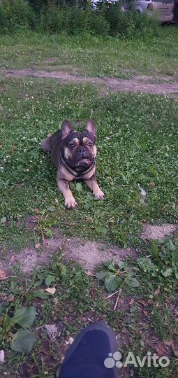 Французский бульдог вязка