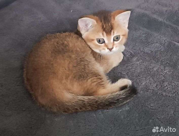 Шотландские прямоухие котята