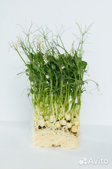 Микрозелень