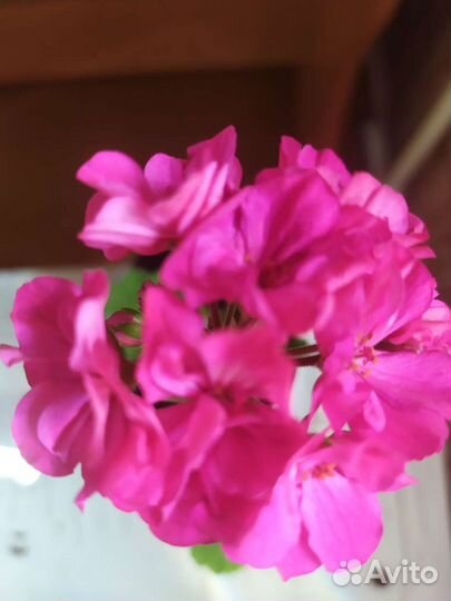 Пеларгония Bold Pixie