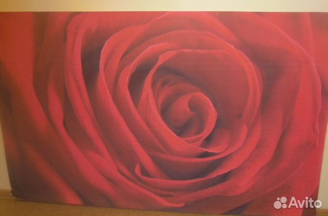 Фотопанно Красная роза, 2м х 1,25м